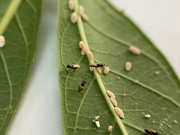 Invertebrate catalysts of a Greener Revolution