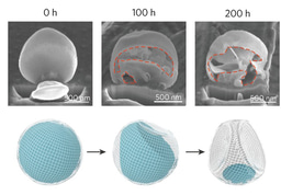 Fast galvanic lithium corrosion involving a Kirkendall-type mechanism