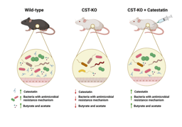 Catestatin antimicrobial activity shapes the colonic microbiota composition