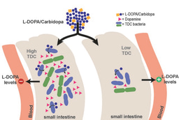 Gut bacteria can interfere with the main treatment of Parkinson's disease