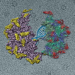 Knowing the receptor recognition of adeno-associated virus 2 at atomic level