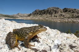 Celebrating a small victory in the fight against catastrophic amphibian declines