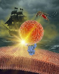 Finally Captured: The Doormen to Yellow Jack