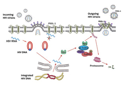 A battle between human and HIV revealed by proteomics