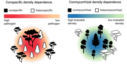 Mycorrhizal fungi influence global forest diversity patterns