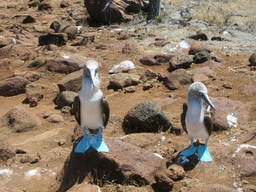 Imposter syndrome: an inevitable consequence of filling so many different niches?