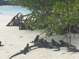 Mutualists limit plant establishment to islands: the case of the N-fixing symbiosis