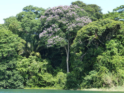 Why cooperate when you could cheat?