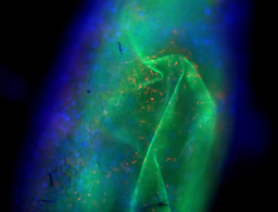 After the Paper: Tackling trypanosome biology takes a lot of guts