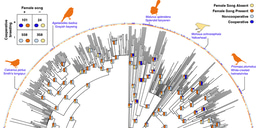 Rethinking Birdsong Through the Lens of Cooperation