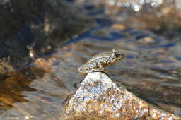 Editor’s choice collection: wildlife diseases