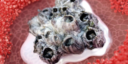 Barnacle-glue-inspired paste for rapid and coagulation-independent hemostatic sealing