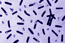 Revisiting the puzzling paradigm of inheritance without DNA: From Griffith to Yuan and Hochschild