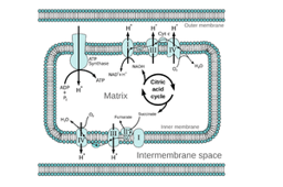 Low oxygen? Slow response!