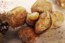 Clearing up the myths around the blastopore