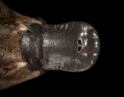 Embrace cytogenetics in a genomics era: a platypus story