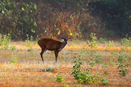 Small deer with giant fusion chromosomes