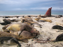 The feather-footed, evolutionary theory and conservation