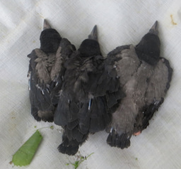 All crows are black, aren’t they?