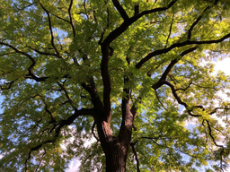 Trees of Life: do they exist?