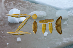 Zinc and the productivity and biodiversity of polar oceans