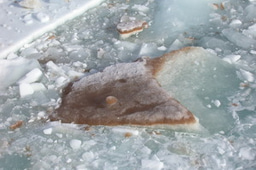 A journey into the fascinating world of polar diatoms