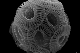 Fewer blooms of calcifying phytoplankton in a future ocean?