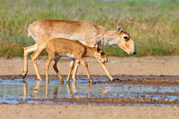 Lateralized perception of mother in infants of various mammals