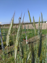 After the Paper: Connecting tiles of a mosaic: how one paper fit into a grand picture of Earth’s biogeochemical cycling 