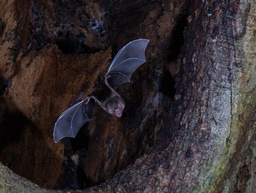 Vampire bats help unravel mystery of mammalian sense of smell