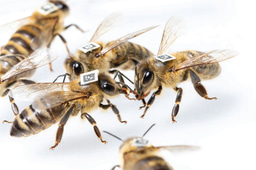 The remarkable link between gut microbes and animal social organization