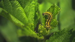 Guest Edited Collection: Insect Decline and Extinction