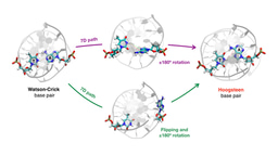 Extracting mechanistic details from biomolecular simulations: The case of Watson-Crick to Hoogsteen DNA base pairing transition pathways