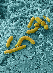 Studying Human-Microbiome Interactions using Organ Chip technology 