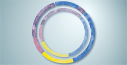  The small plasmid that could