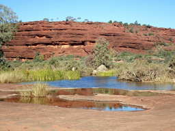 Climate change and humans together pushed Australia’s biggest beasts to extinction