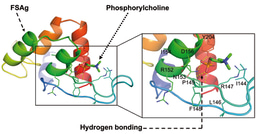 TLR4 fuels activation of human dendritic cells and CD4+ T cell responses to human filarial parasite 