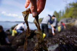 Supporting Indigenous stewardship of the oceans