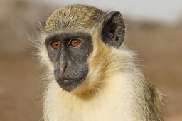 Green monkey responses to drones