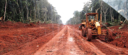 Roads built into Congo rainforests and their contrasting impacts