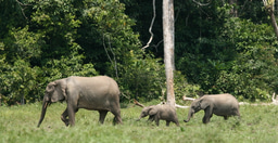 After the Paper | When an elephant eats a leaf in the Congo, many things will follow.