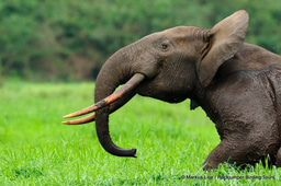The "elephant-effect" on the rainforests of central Africa