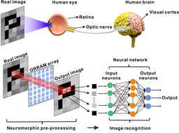 Optoelectronic resistive random access memory for neuromorphic vision sensors