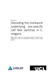 Decoding the clockwork underlying sex-specific cell fate switches in C. elegans 