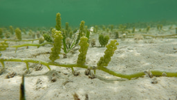 ‘Recycled’ metagenomes show seaweed presence in the open and deep ocean