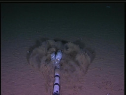 The Deep on Blue Planet II