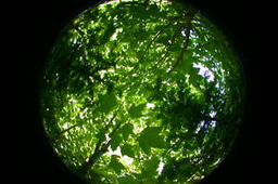 Playing Tetris with trees