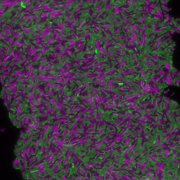 Shall I compare thee to another strain?