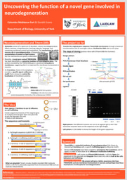 Uncovering the function of a novel gene involved in neurodegeneration
