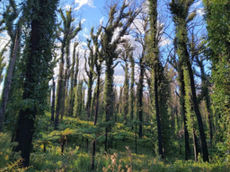 Unravelling the role of climate and forestry in the Australian bushfire disaster
